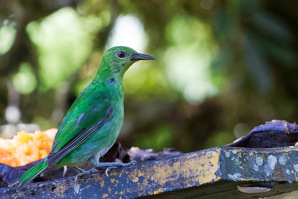 DSC_6675_DxO.JPG
