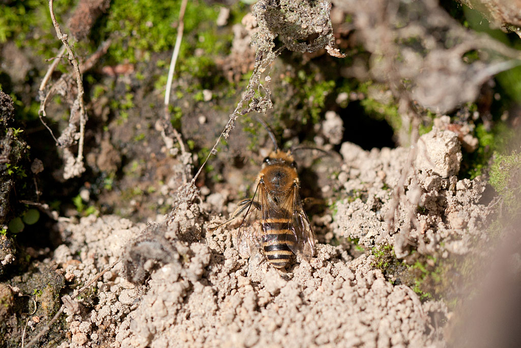 Colletes succinctus 5 IN.jpg