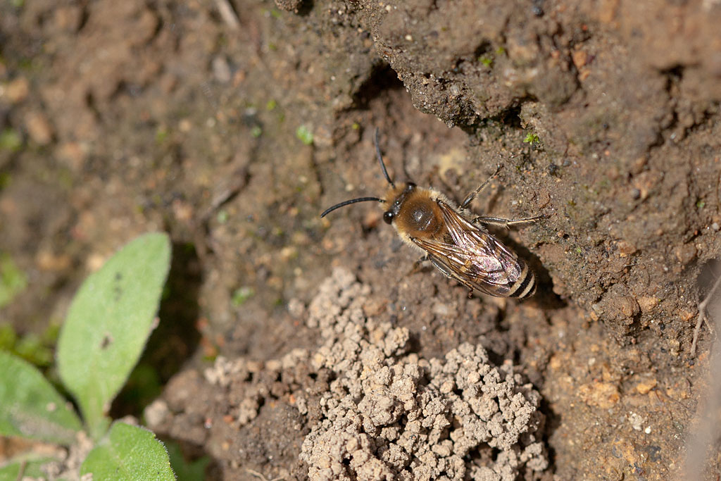 Colletes succinctus 7 IN.jpg