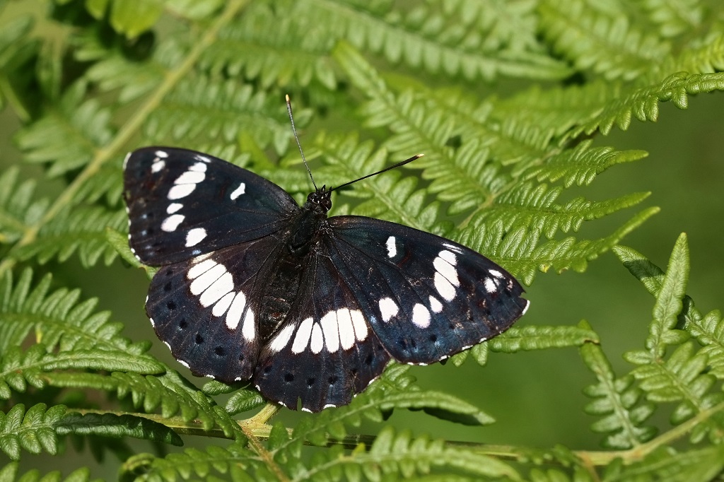 7 IMG_2967X.JPG