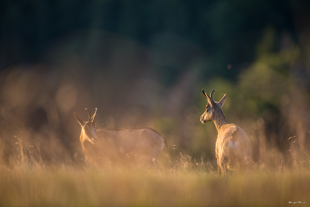 Chamois (Rupicapra rupicapra) Alpine chamois-98.jpg