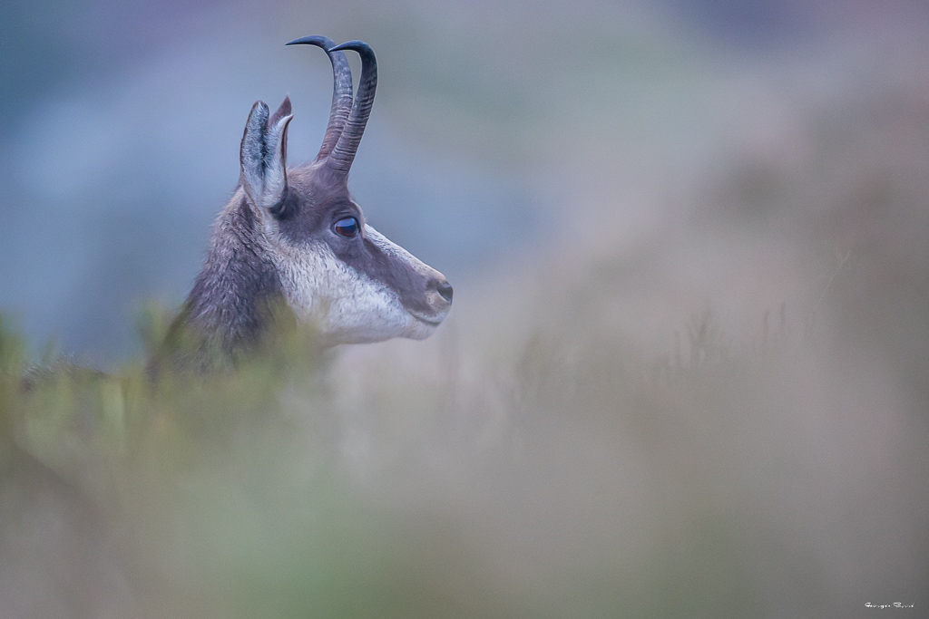 Chamois (Rupicapra rupicapra) Alpine chamois-206.jpg