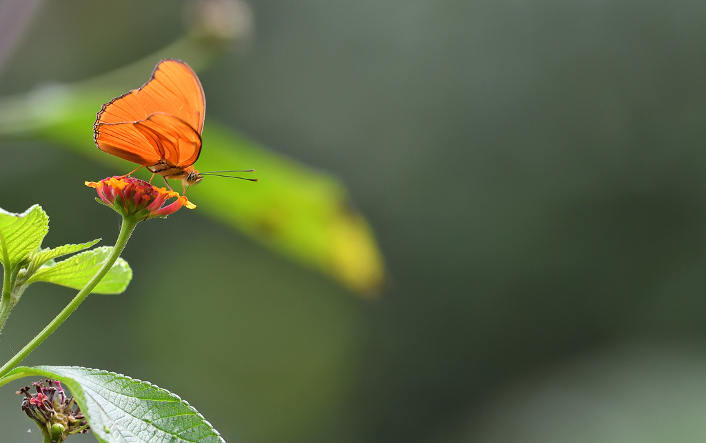 DS5_3820.jpg