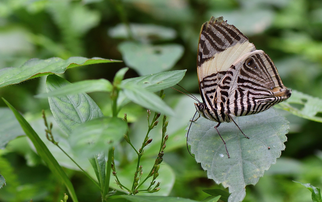 DSC_3675.jpg