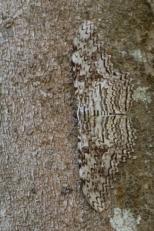 DSC_6728_DxO.JPG
