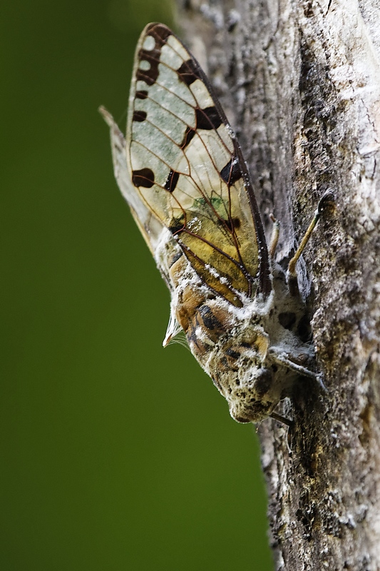 DSC_6738_DxO.JPG