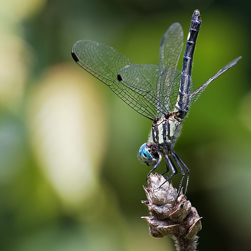 DSC_6749_DxO.JPG