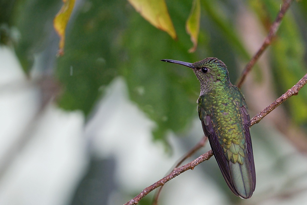 DSC_6800_DxO.JPG