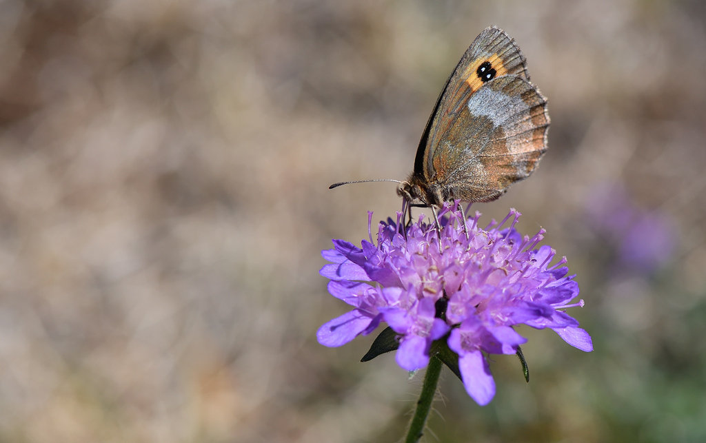 DS5_9004.jpg