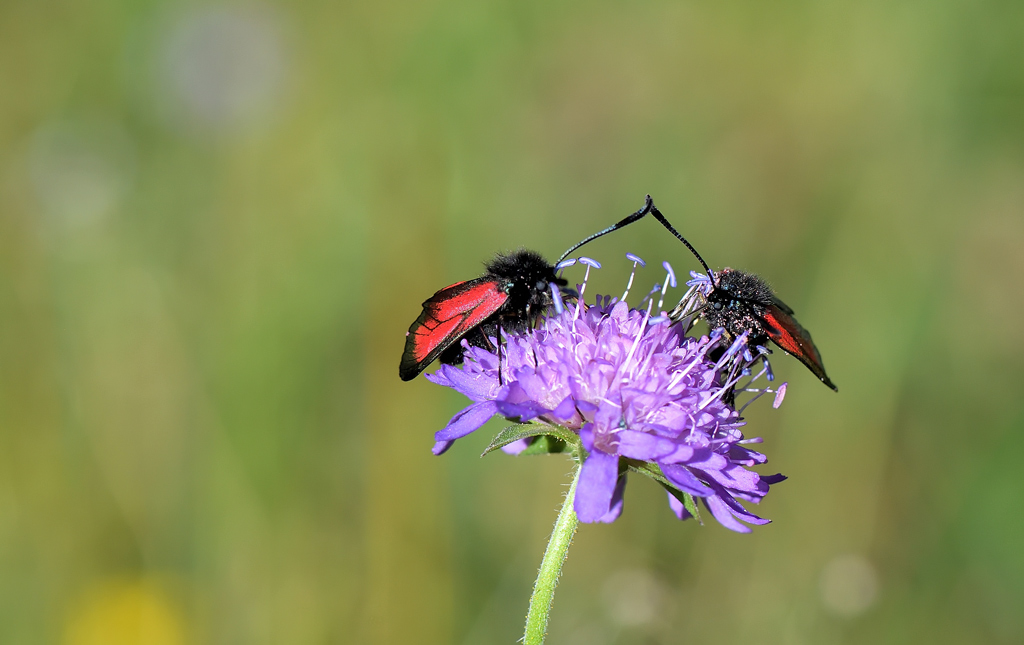 DS5_8977.jpg