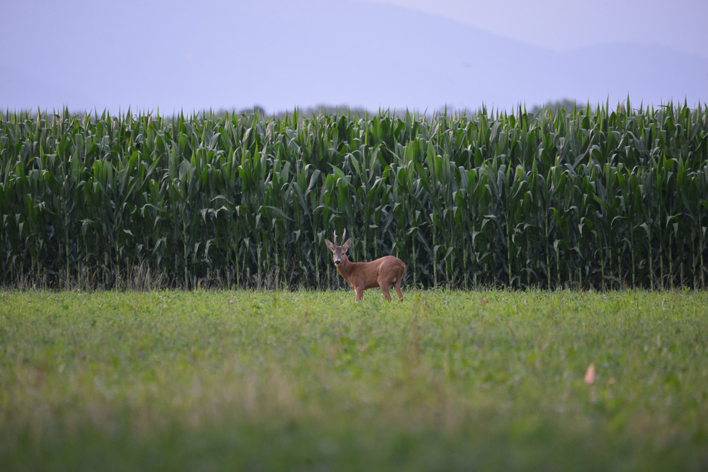 16072019-DSC_6434.jpg