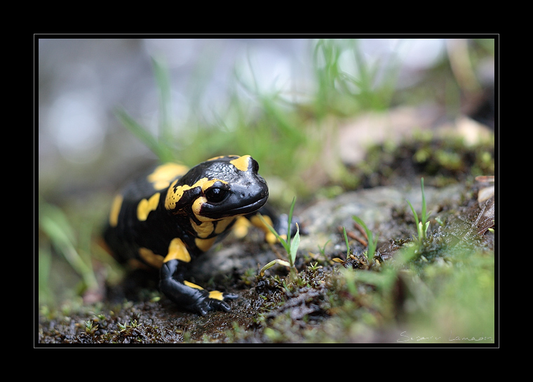_MG_0897-salamandre.jpg