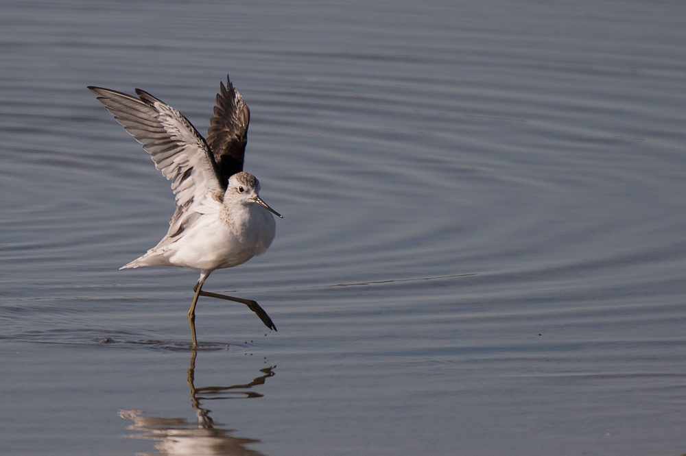 D50_0055-1in.jpg