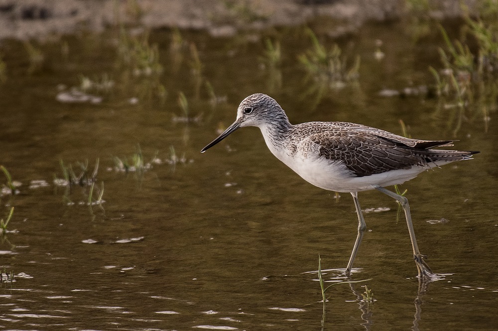 D50_3511-1in.jpg