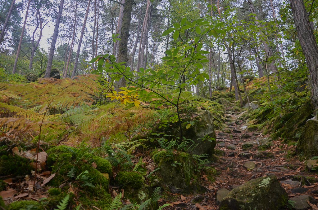 Bleau 12.10.2019-4.jpg