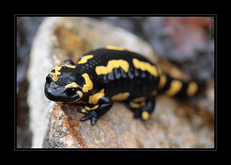 _MG_0924-salamandre.jpg