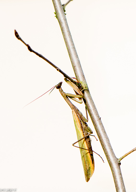 mante en high key 10 2019-2.jpg
