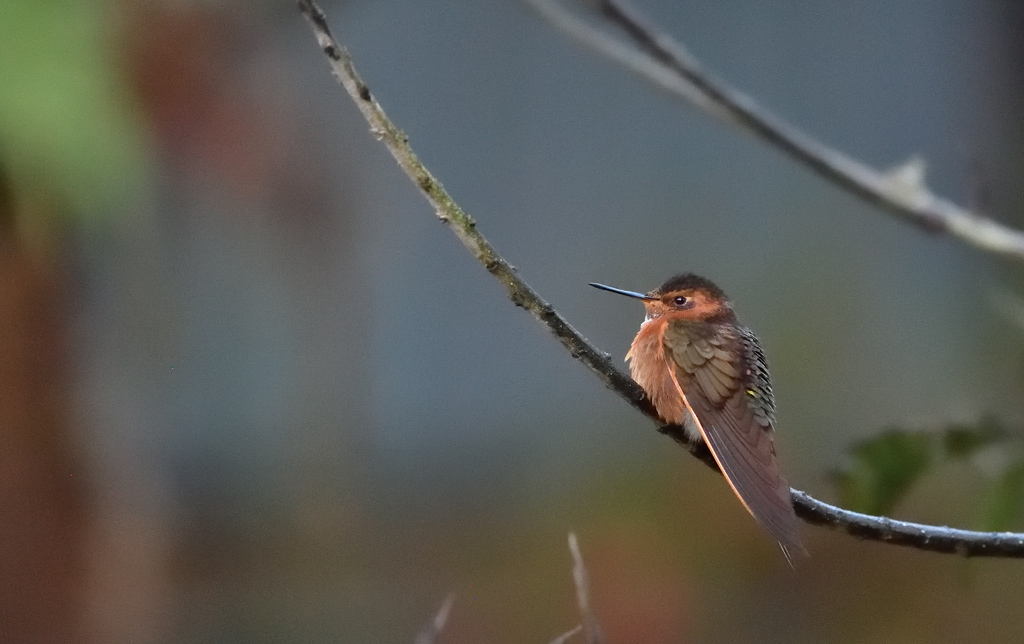 DS5_4648.jpg