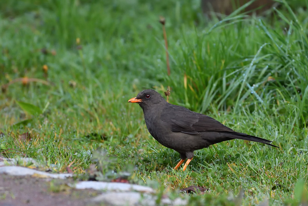 DS5_4663.jpg