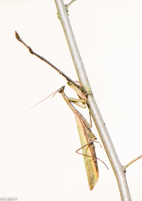 mante en high key 10 2019.jpg