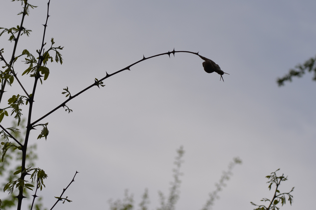 Escargot tout là-haut - Luemschwiller-2015-04-26---.JPG