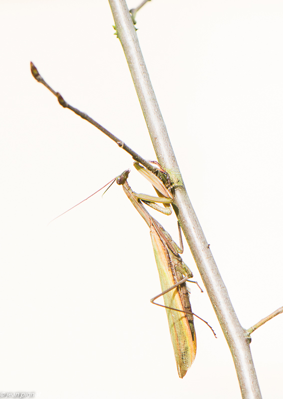 mante en high key 10 2019-5.jpg