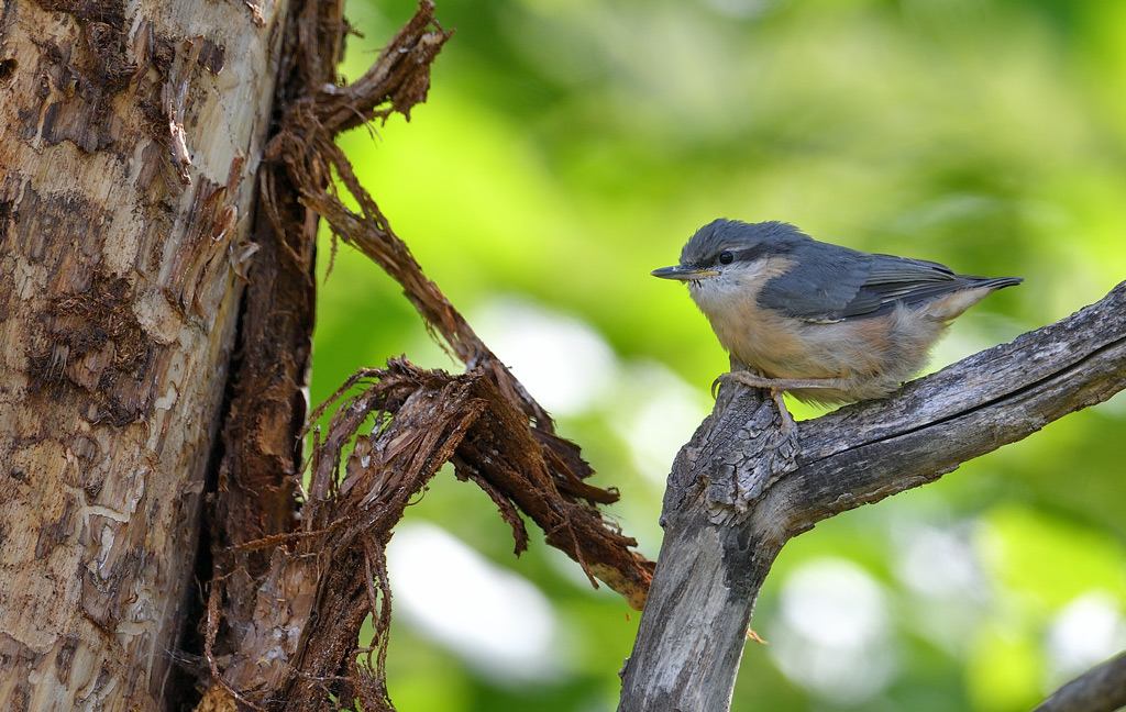DS5_2988.jpg