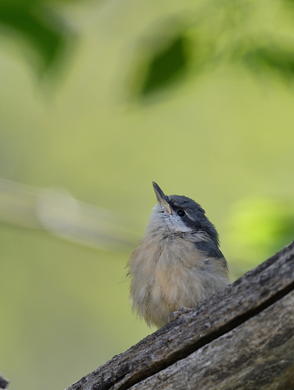 DS5_2991.jpg