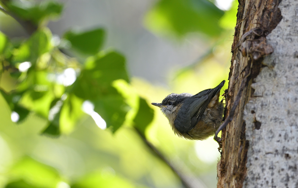 DS5_2993.jpg
