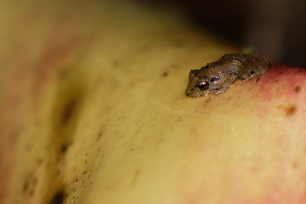 DSC_1993_DxO.JPG