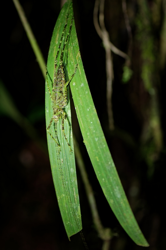 DSC_2033_DxO.JPG