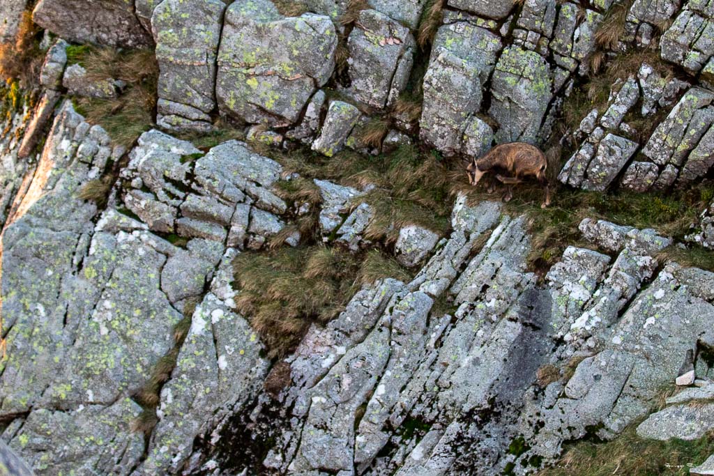 Chamois (Rupicapra rupicapra) Alpine chamois-360.jpg