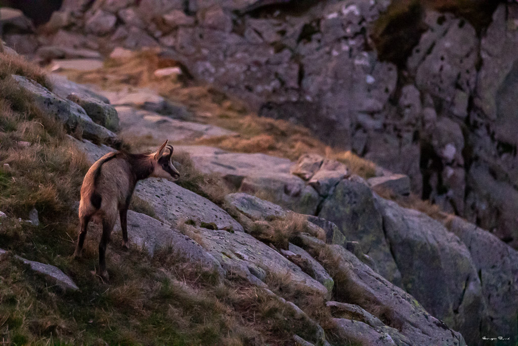 Chamois (Rupicapra rupicapra) Alpine chamois-309.jpg