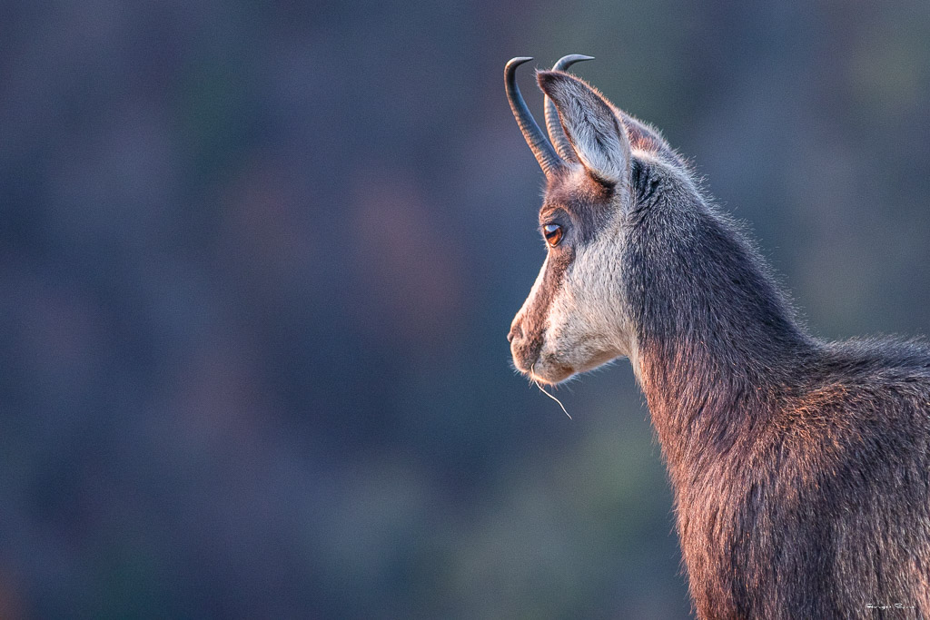 Chamois (Rupicapra rupicapra) Alpine chamois-325.jpg
