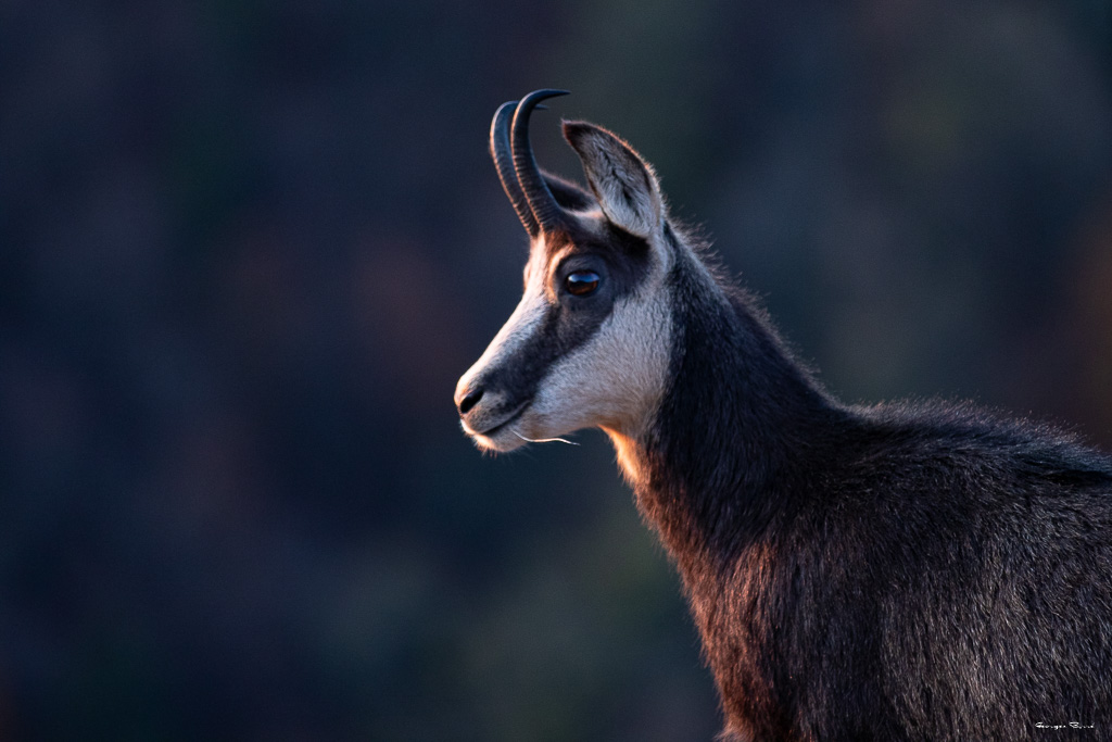 Chamois (Rupicapra rupicapra) Alpine chamois-332.jpg