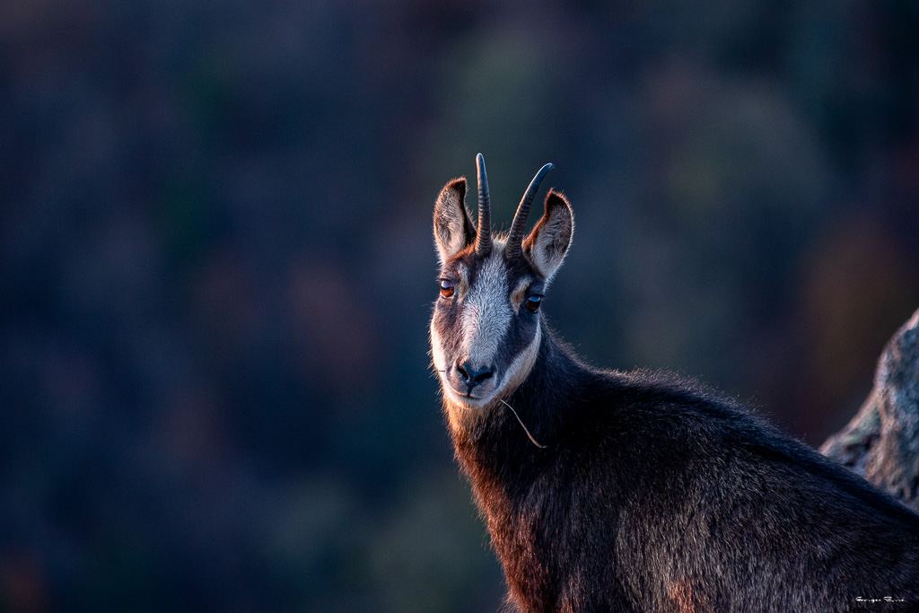 Chamois (Rupicapra rupicapra) Alpine chamois-357.jpg