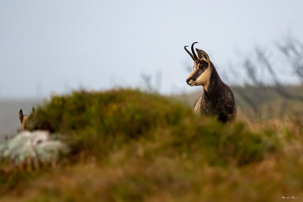 Chamois (Rupicapra rupicapra) Alpine chamois-484.jpg