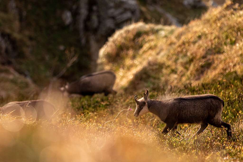 Chamois (Rupicapra rupicapra) Alpine chamois-502.jpg