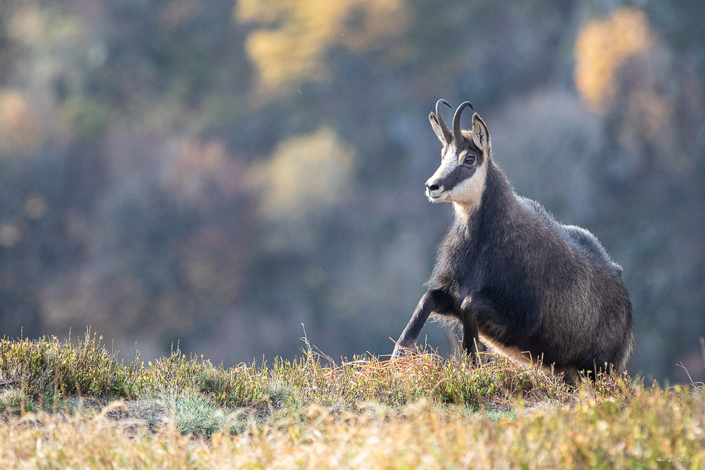 Chamois (Rupicapra rupicapra) Alpine chamois-572.jpg