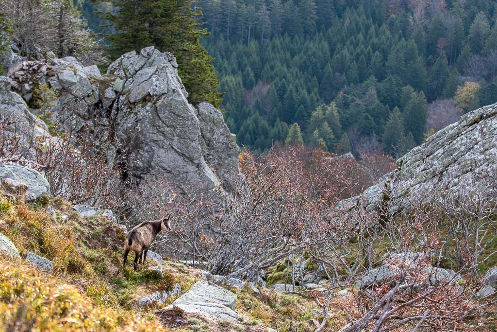 Chamois (Rupicapra rupicapra) Alpine chamois-542.jpg
