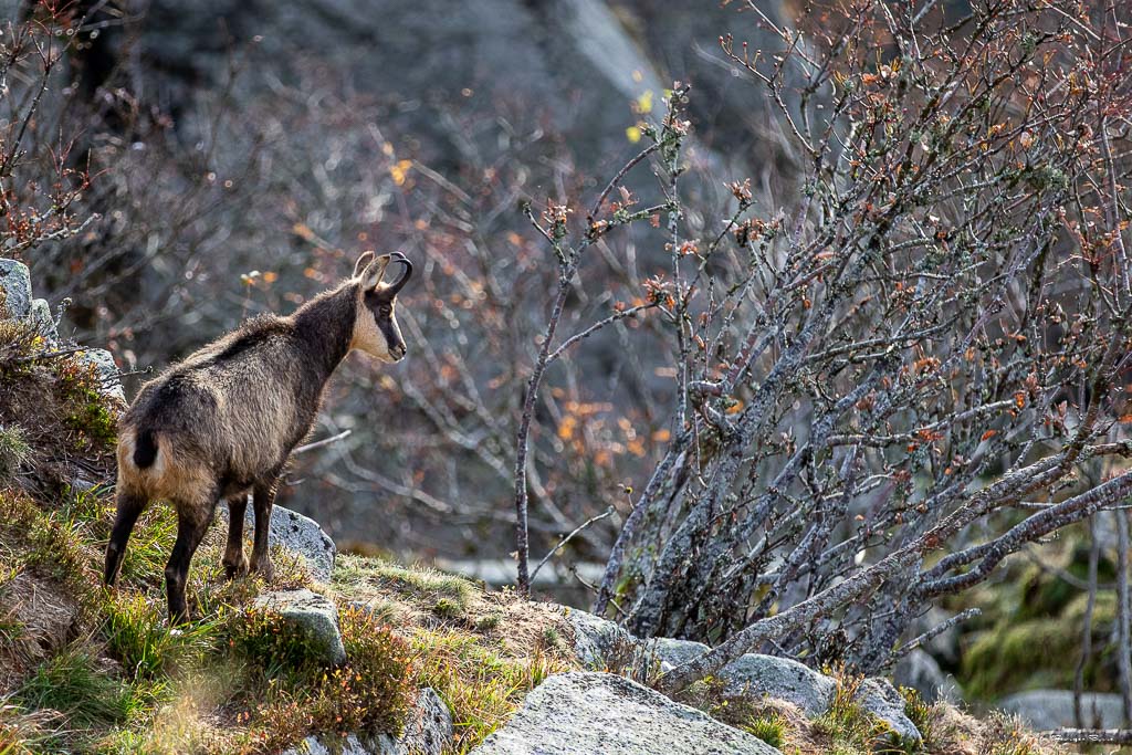 Chamois (Rupicapra rupicapra) Alpine chamois-548.jpg