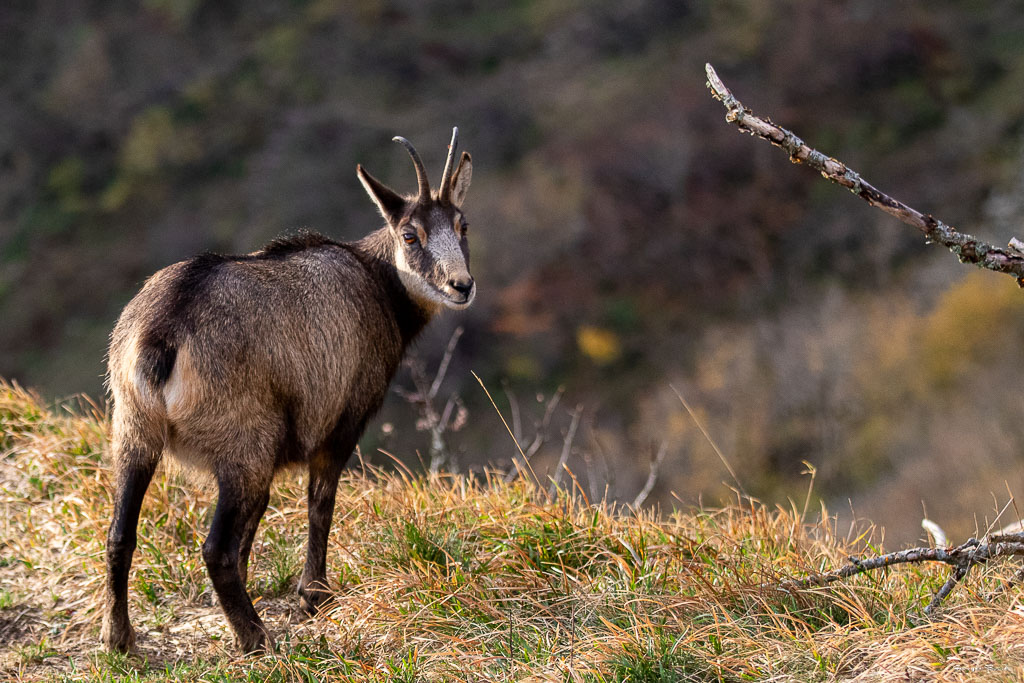 Chamois (Rupicapra rupicapra) Alpine chamois-541.jpg
