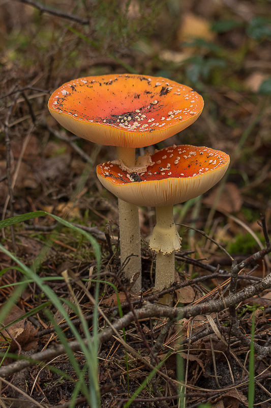 Bleau 25.10.19-4.jpg