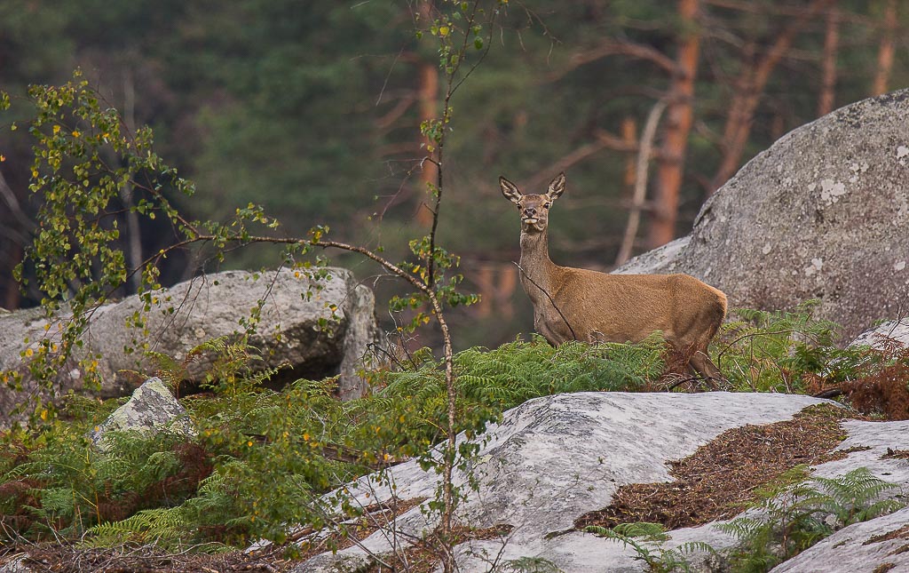 Bleau 25.10.19-2.jpg