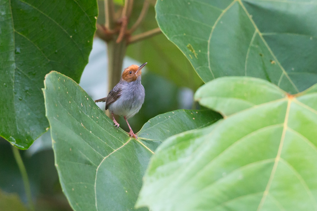 _IN Couturière à tête rousse 2019-09 Taman Negara-11.jpg