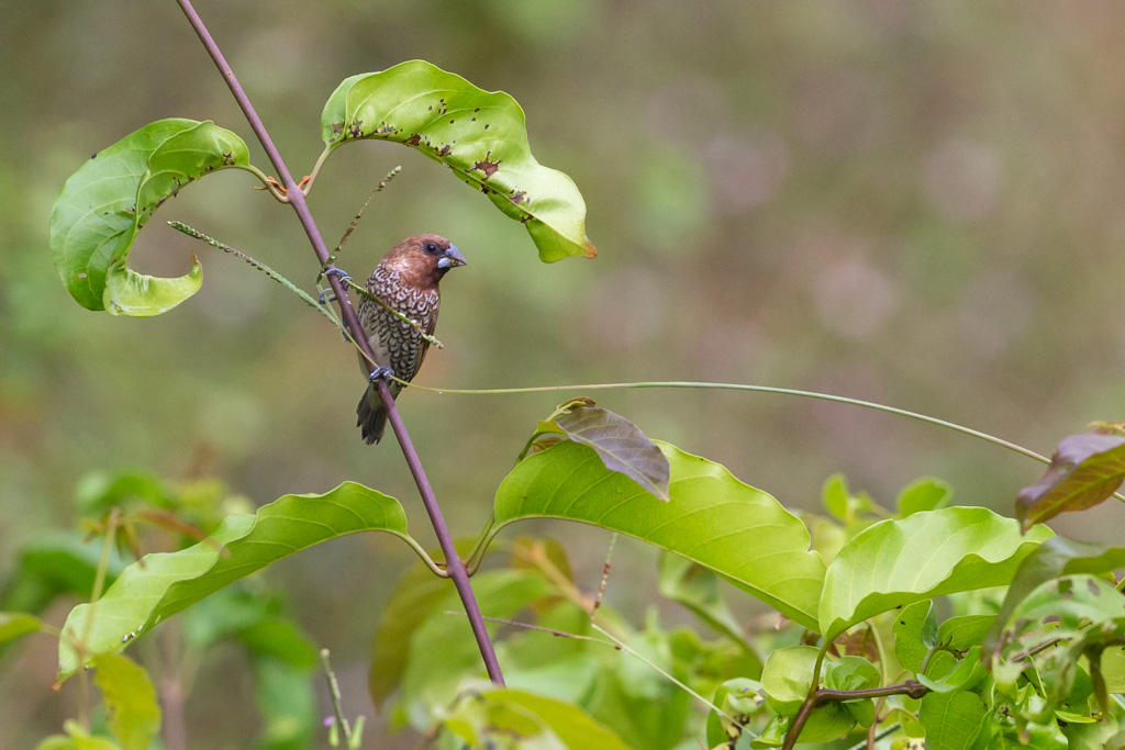 _IN Capucin damier 2019-09 Taman Negara-11.jpg
