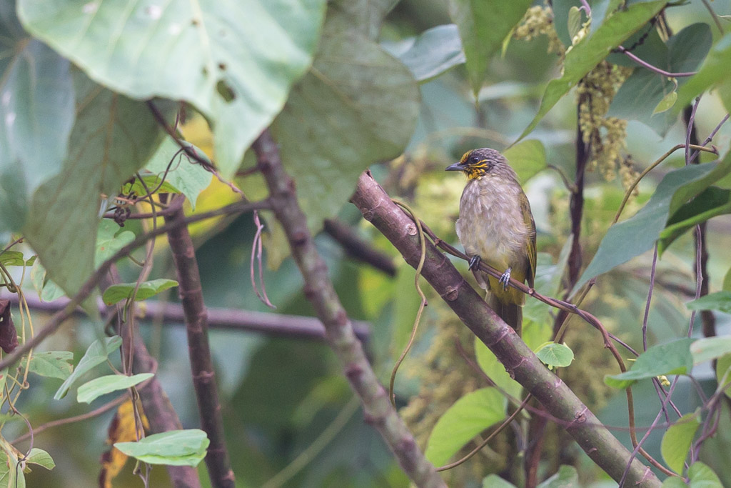 _IN Bulbul de Finlayson 2019-09 Taman Negara-11.jpg
