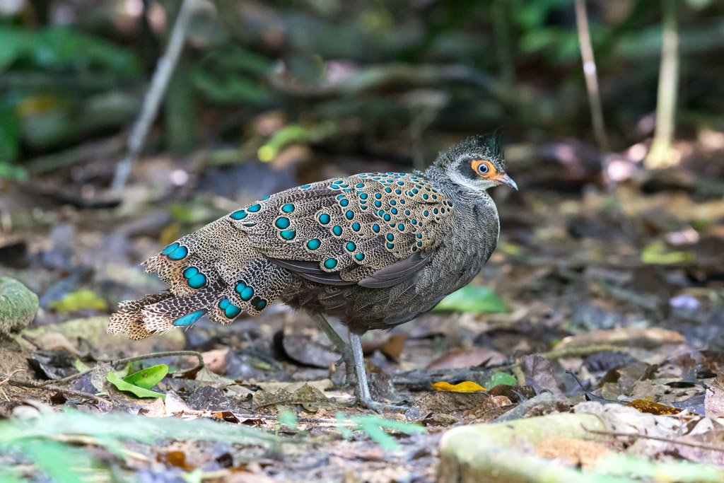 _IN Eperonnier malais 2019-09 Taman Negara-11.jpg