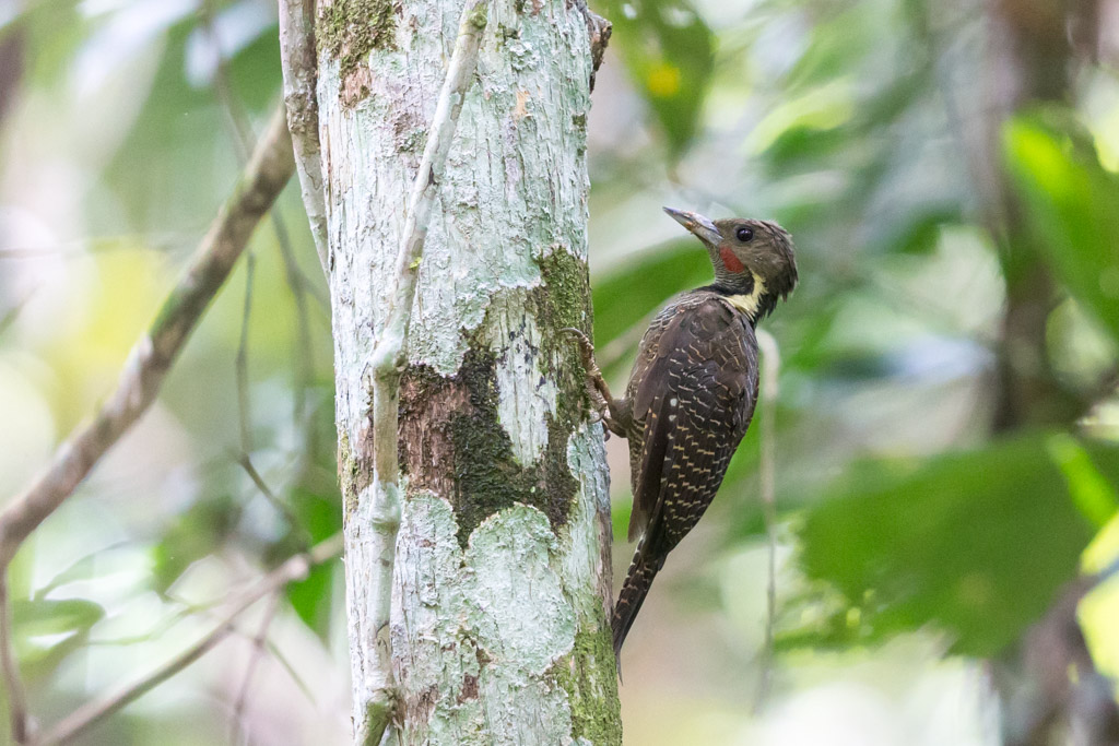 _IN Pic Tukki 2019-09 Taman Negara-11.jpg