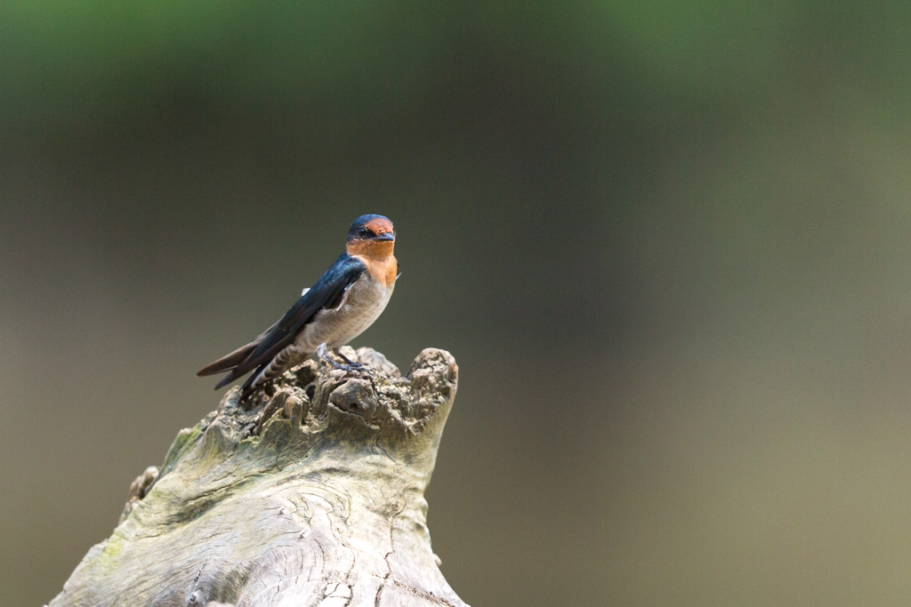 _IN Hirondelle de Tahiti 2019-09 Taman Negara-11.jpg